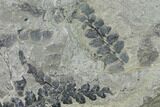 Fossil Fern (Neuropteris & Alethopteris) Plate - Kentucky #142429-2